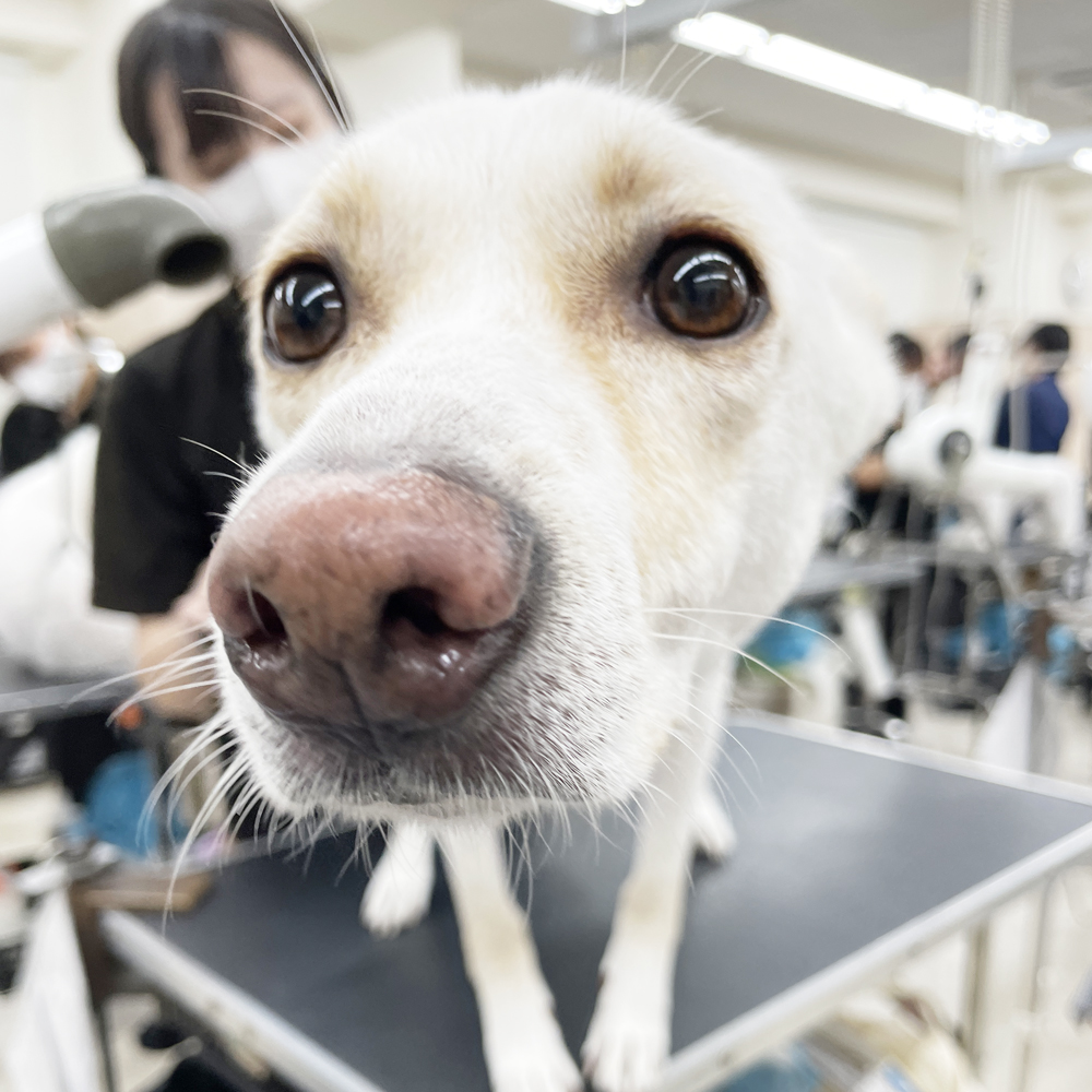 たくさんの犬種が来てくれます！
